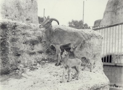 Pecore della Barberia con due giovani sulle terrazze di Mappin, Zoo di Londra, giugno 1916 da Frederick William Bond